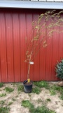 Weeping willow