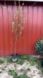 Weeping willow