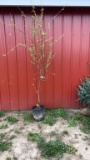 Weeping willow