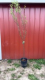 Corkscrew willow