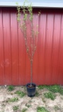 Corkscrew willow