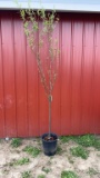 Corkscrew willow