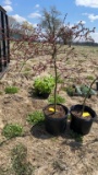 WEEPING JAPANESE MAPLE, INABA SHIDARI