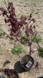 Blood good Japanese maple