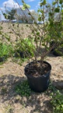 Snowball bush