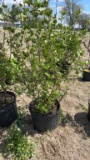 Snowball bush