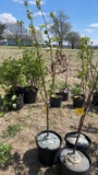 Montmorency sour cherry tree
