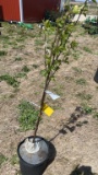 Montmorency sour cherry tree