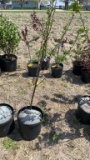 Montmorency sour cherry tree