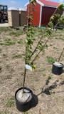 Black tartarain cherry