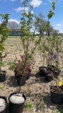 Black tartarain cherry