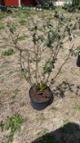 Red butterfly bush