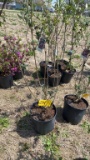 Red butterfly bush