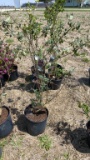 Red butterfly bush