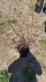 New Hanover blueberry