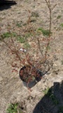 New Hanover blueberry