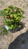 Firepower nandina