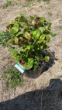 Firepower nandina