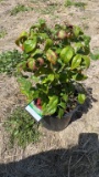 Firepower nandina