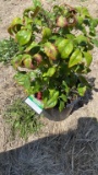 Firepower nandina