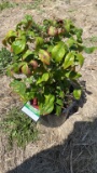 Firepower nandina
