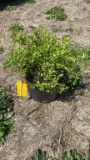 Goldmound spirea