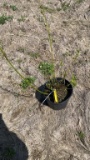 Yellow twig dogwood