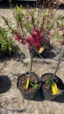 Bonanza peach