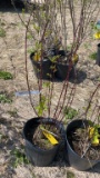 Baileys dogwood