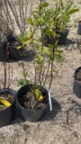 Baileys dogwood