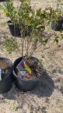 Dark purple bloomerang lilac