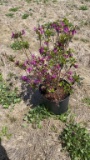 Azalea