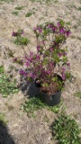 Azalea