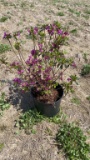 Azalea