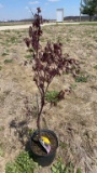 Bloodgood japanese maple