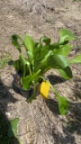 Hyacinthina hosta