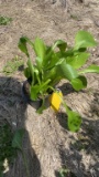 Hyacinthina hosta