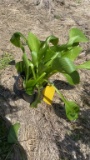 Hyacinthina hosta