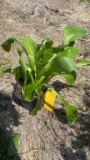 Hyacinthina hosta