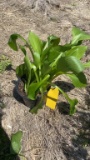 Hyacinthina hosta