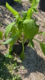 Hyacinthina hosta