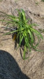 Happy returns hybrid Daylily