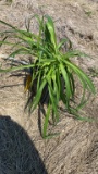 Happy returns hybrid Daylily