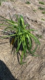 Happy returns hybrid Daylily