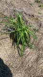 Happy returns hybrid Daylily