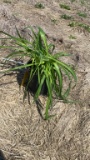 Happy returns hybrid Daylily