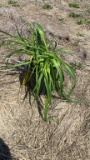 Happy returns hybrid Daylily