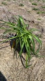 Happy returns hybrid Daylily