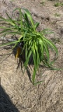 Happy returns hybrid Daylily