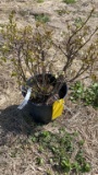 Top hat blueberry